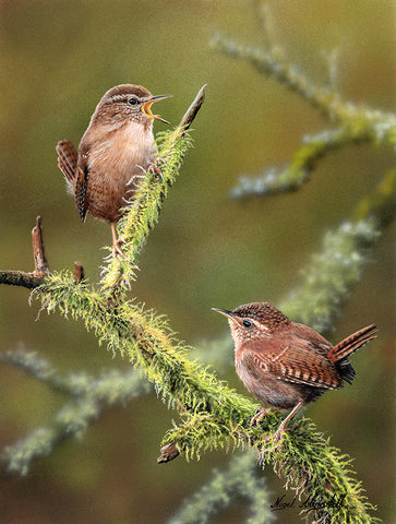 Nigel Artingstall ‘Wrens’ gouache on watercolour board 30.5 x 23cm