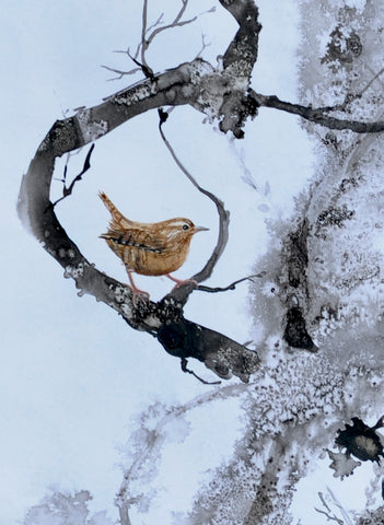 Sheila Anderson Hardy 'Wren on Hawthorn' sumi-e ink and watercolour on paper 20x15cm (framed 34x28cm)