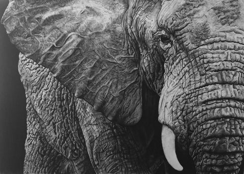 Violet Astor 'African Elephant' limited edition print 51x64cm