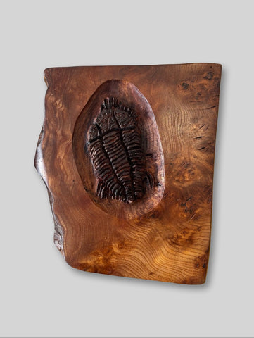 Alasdair Alexander 'Large Trilobyte' elm
