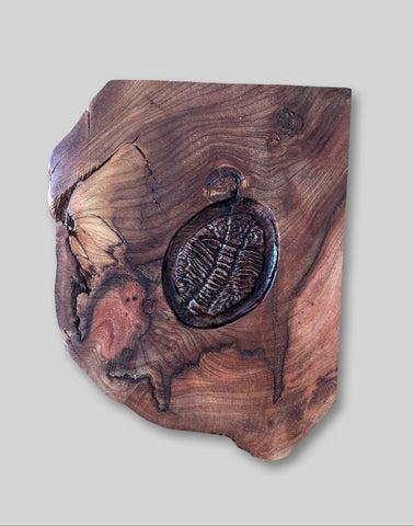 Alasdair Alexander 'Medium Trilobyte' elm