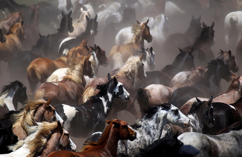 Alice Gipps 'Tropillas' photography on HD acrylic 127x84cm