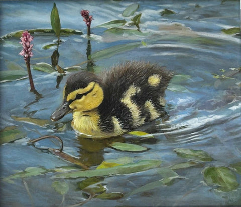 Andrew Tewson 'Duckling' oil on board 16x15cm (31x30cm framed)