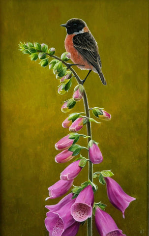 Andrew Tewson 'Stonechat' oil on board 22x14cm (40x31cm framed)