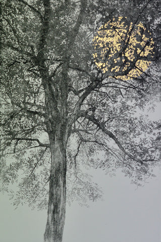 Angus Hampel 'Every Leaf Has its Own Name' etching, aquatint and gold leaf on Somerset Rag (100% cotton paper) 38x25cm