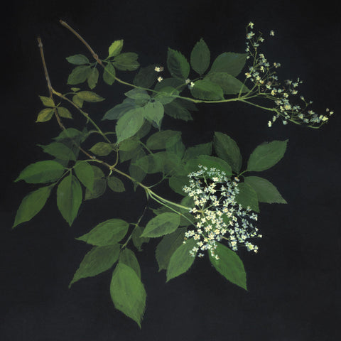 Emma Chambers 'Early Summer Study, Elderflower' egg tempera on board 30x30cm, 33x33cm framed