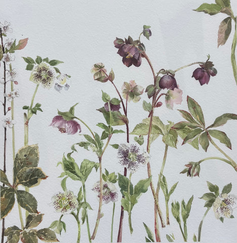 Emma Chambers 'Helebores' limited edition print 30x30cm