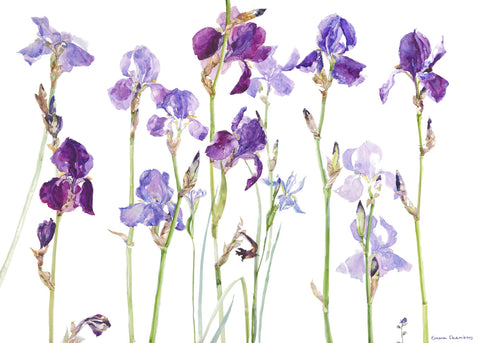 Emma Chambers RI 'Iris II' limited edition print