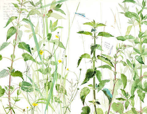 Emma Chambers RI 'Nettles on the Riverbank' limited edition print 30x40cm