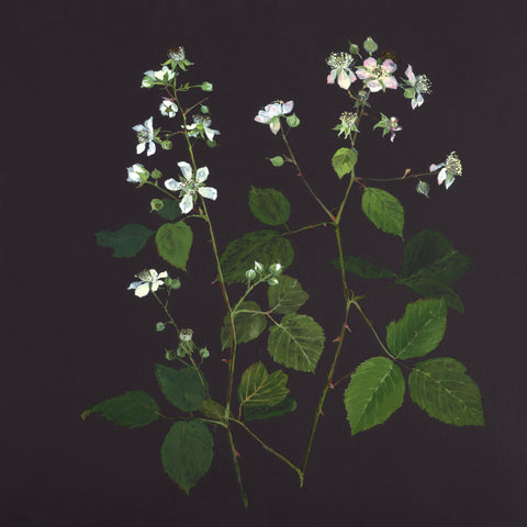 Emma Chambes 'Early Summer study, Bramble Blossom' egg tempera on board 30x30cm 33x33cm framed