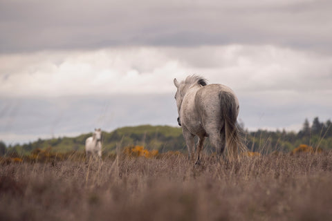 Karen Bennett 'Distant Friends' photography on fine art paper 46x31cm