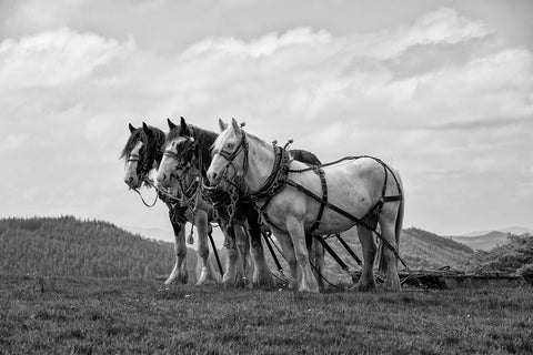 Karen Bennett 'Dream Team' photography on canvas 91.5x61cm