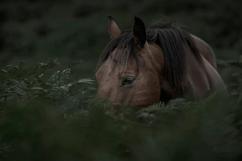 Karen Bennett 'Hunter Green' photography on fine art paper 61x41cm