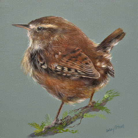 Lesley McLaren 'Resting Wren' oil on gesso board 15x15cm