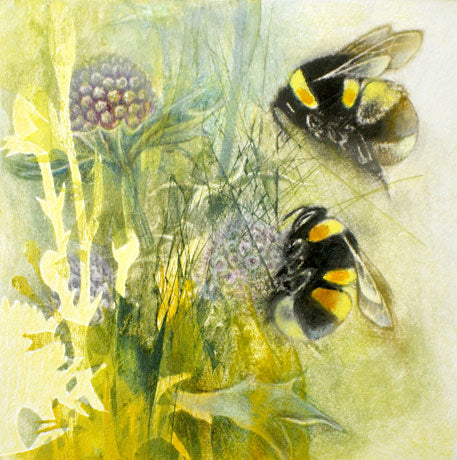 Louise Bird 'Bumblebees on Eryngiums' mezzoting, collagraph and hand tinting 14x14cm (unframed)