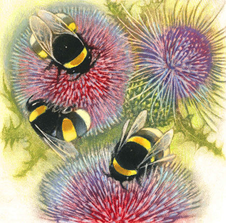 Louise Bird 'Bumblebees on Thistles' mezzotint with hand tinting 14x14cm