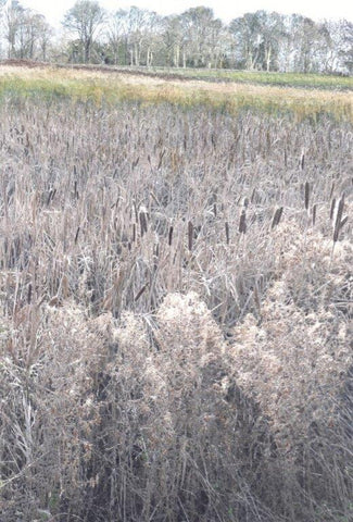 Miranda Brookes 'Through the Bullrushes and up the Hill' watercolour 24.5x17cm