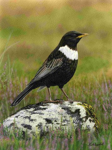 Nigel Artingstall ‘Ring Ouzel’ gouache on watercolour board 30.5x23cm