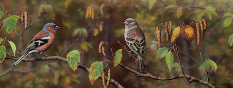 Nigel Artingstall ‘On Autumn Birch’ gouache on watercolour board 23 x 61cm