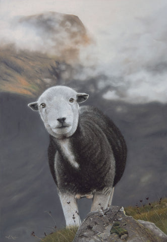 Toby West 'Borrowdale Herdwick' pastel 50x70cm