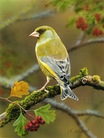 Nigel Artingstall ‘Greenfinch’ gouache on watercolour board 25x15cm