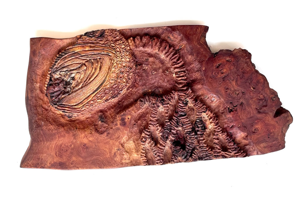 Alasdair Alexander ‘Crinoid Fossil’ burr elm 37x21cm