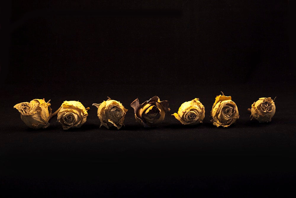 Photograph of roses by Arm Fadl at Iona House Gallery