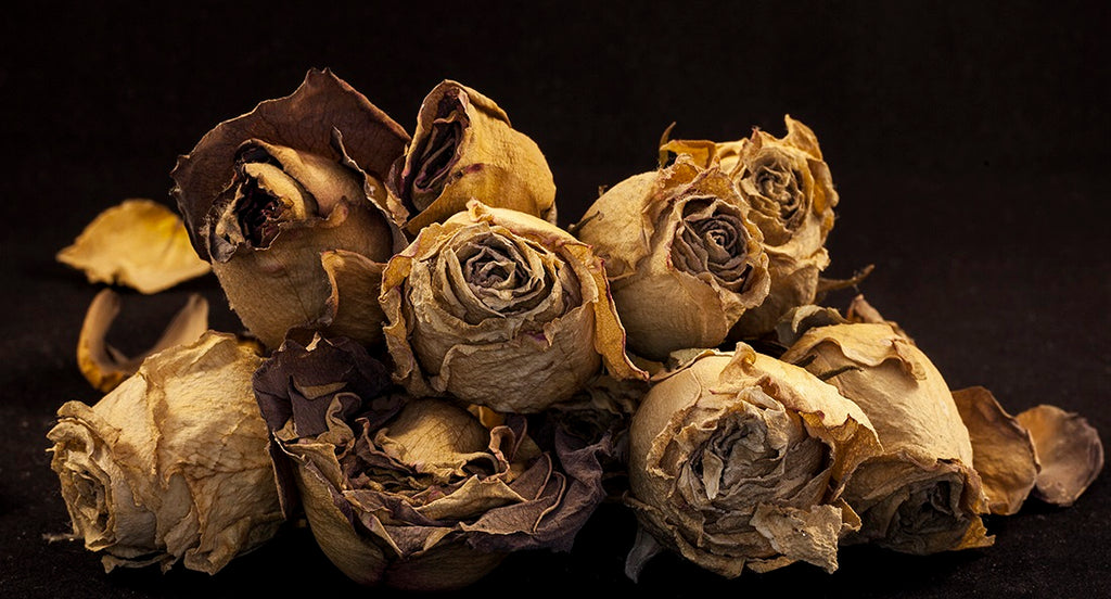 Photograph of roses by Amr Fadl at Iona House Gallery