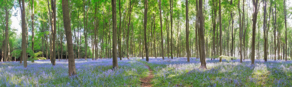 Panoramic view of bluebell wood photograph by David Hall at Iona House Gallery