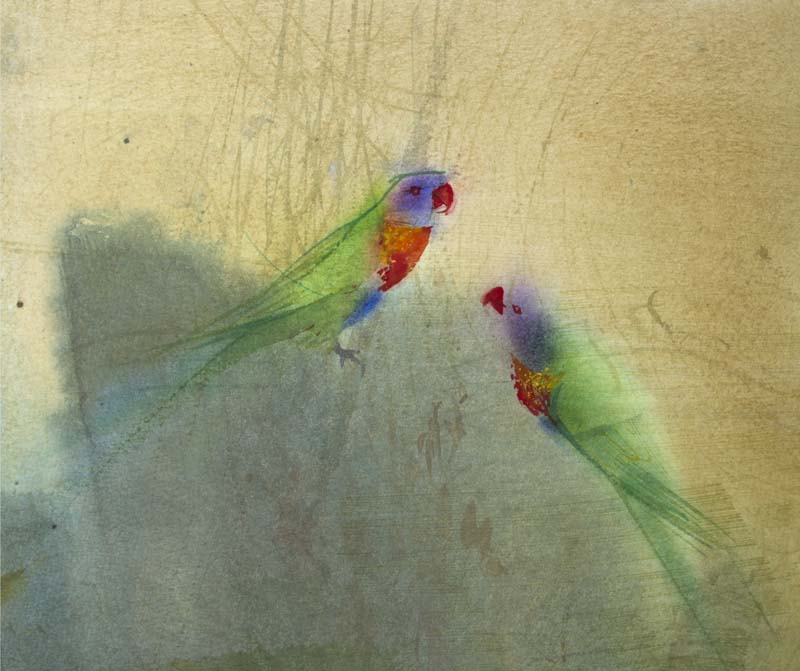 Delicately painted pair of Rainbow Lorikeets resting on branches of a tree.
