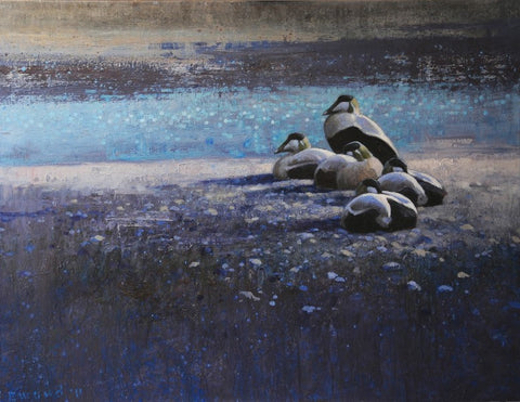 Ewoud de Groot 'Flock of Eiders' oil on linen 100x130cm