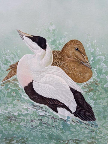 Gary Woodley 'Eider ducks' 62x50cm Gouache on paper