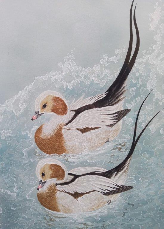Gary Woodley 'Long tailed duck' 62x50cm Gouache on paper