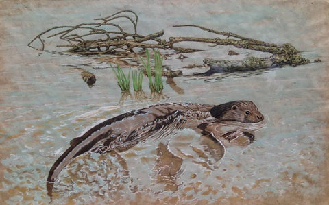 Gary Woodley 'Otter' 37x58cm gouache on Indian grass paper