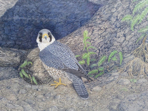 Gary Woodley 'Peregrine Falcon' 91x116cm Gouache on Himalayan handmade paper