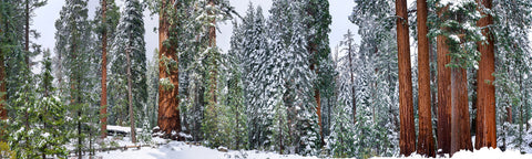 David Hall 'Grant Grove Panoramic' 60x200cms 2 of 15