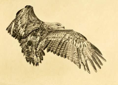 Violet Astor 'Steppe Eagle' limited edition print 89x66cm