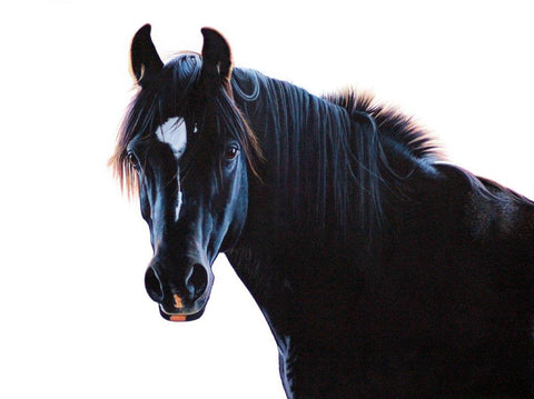Kim Thompson 'The Black Arab' acrylic on canvas.46x61cm