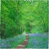 Paul Evans 'Bluebell Way' limited edition print (unframed)