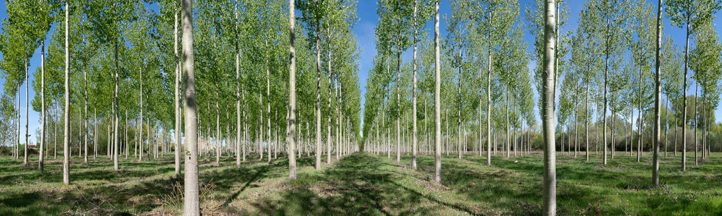 Panoramic view of trees by David Hall at Iona House Gallery