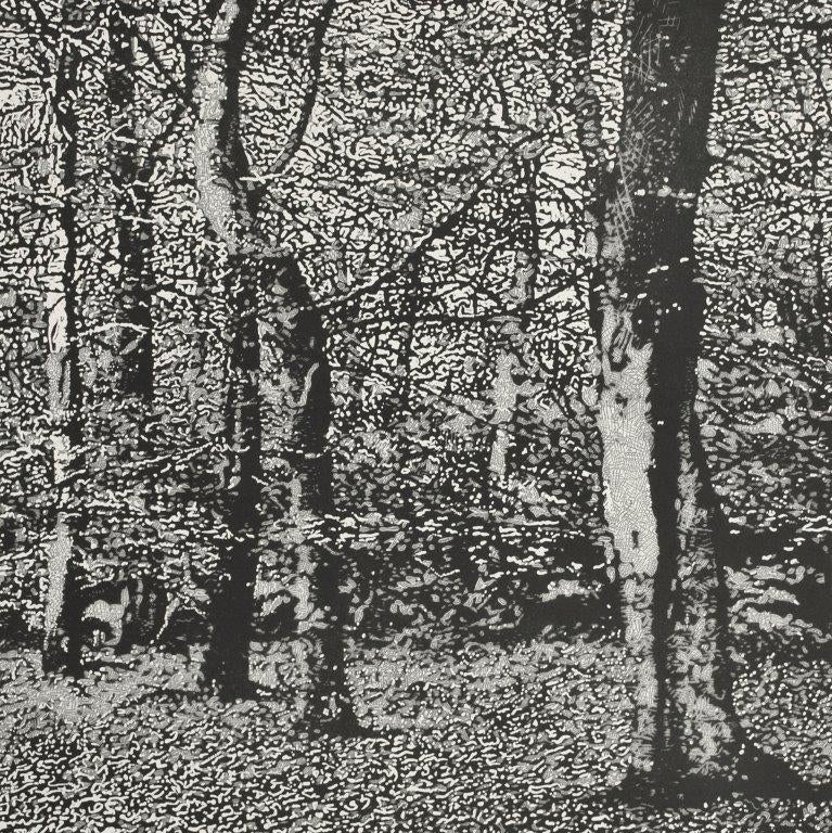 Monochrome woodland by Trevor Price at Iona House Gallery