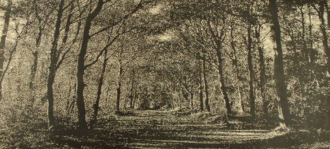 Trevor Price 'Woodland Walk' drypoint and engraved relief print (unframed) 47x102cm