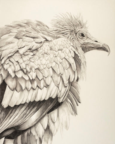 Violet Astor 'Egyptian Vulture' limited edition print 89x66cm