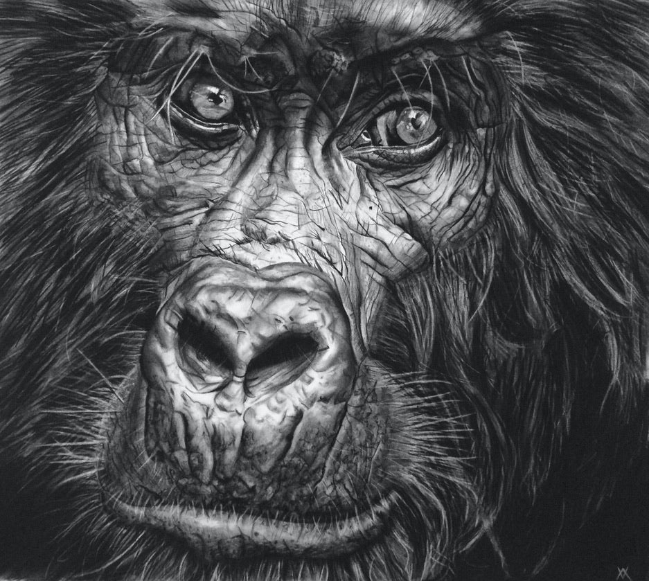 Violet Astor 'Mountain Gorilla' limited edition print 51x64cm
